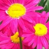 Логотип телеграм канала @cvetkimlt — Цветы Мелитополь 🌺🏵️🌼