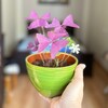 Логотип телеграм канала @cvetmagic — ЦВЕТОЧНАЯ МАГИЯ 🌱