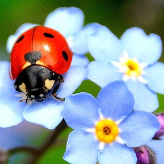 Telegram channel Цветоводство 🌸🦋 logo