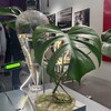 Логотип телеграм канала @cvetopoloh — Цветополох