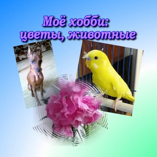 Логотип телеграм канала @cvetovodtymeni72 — Моё хобби- цветы, животные