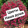 Логотип телеграм канала @cvetyd — Цветы - наша душа