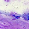 Логотип телеграм канала @cytologyvet — ЦитоШкола Ксении Лисицкой