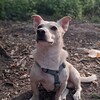 Логотип телеграм канала @d0gblog — 🐾Лежанка Персика🥏