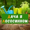 Логотип телеграм канала @dachavlososinnom — Дача в Лососинном