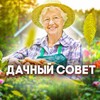 Логотип телеграм канала @dachni_sovet — Дачный совет