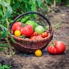 Логотип телеграм канала @dachnii_uchastok — Дачный участок|Сад и Огород