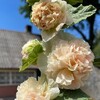 Логотип телеграм канала @dachnikivdele — Дача 🏠 • Сад 🪴 • Рецепты 🍽️• Полезный блог