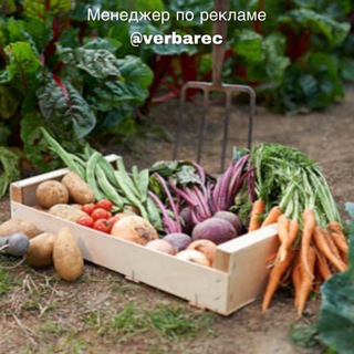 Логотип телеграм канала @dachniy_ogorod — Домашняя Рассада | Огород на даче
