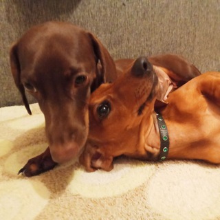 Логотип телеграм канала @dachshund_family — Семейка такс 🐾🐶