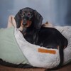 Логотип телеграм канала @dachshundss — Таксы dachshund щенки 🐶