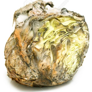 Логотип телеграм канала @dagchannel1 — Короли и капуста