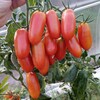 Логотип телеграм канала @dahasad — Дача🍅огород🥕жизнь