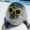 Логотип телеграм канала @daily_06seals — · дейли тюлени