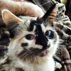 Логотип телеграм канала @daily_cats1 — Daily Cats🐈