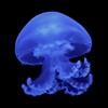 Логотип телеграм канала @dailycfjellyfish — Daily / confession Jellyfish 🪼