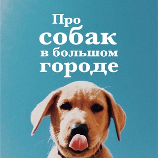 Логотип телеграм канала @dailydogz — Моё собачье дело ❤️