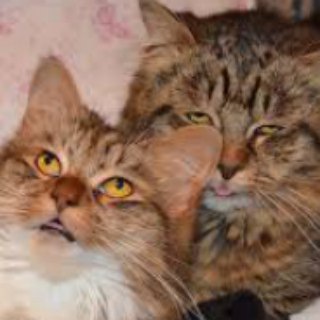 Логотип телеграм канала @dailymorningcat — Ежедневный утренний кот