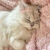 Логотип телеграм канала @daiotvett — дай ответ