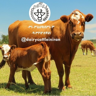لوگوی کانال تلگرام dairycattleiniran — پرورش گاو شیری