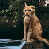 Логотип телеграм канала @dajlapubelgrad — Дай лапу, Белград!