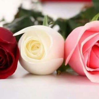 لوگوی کانال تلگرام dalilmraamouslima — دليـــــــ🎀المــــــــ المسـلمـةـــــــرأة🎀ـــــــل
