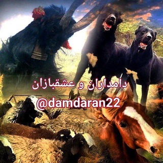 لوگوی کانال تلگرام dam_dari1 — دامداران و عشقبازان