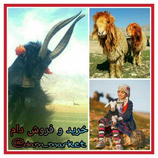 لوگوی کانال تلگرام dam_market — خرید و فروش دام غرب اصفهان 🐄🐑