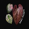 Логотип телеграм канала @dani_plants — DANI•PLANTS