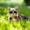 电报频道的标志 daoqqdaody — 盗号技术/盗取邮箱/网站/微博QQ