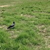 لوگوی کانال تلگرام dar_mian — در میان