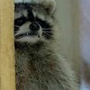 Логотип телеграм канала @darenoenikkidemonaiii11i — Девочка, с которой ничего не случится