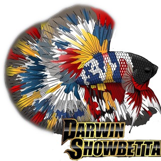 Logo of telegram channel darwinshowbettas — Darwin ShowBettas 🐠