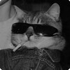 Логотип телеграм канала @dashbond — Профессор Bond | заметки