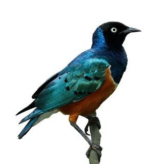 Логотип телеграм канала @datadrivenculture — Аналитическая культура