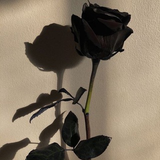 لوگوی کانال تلگرام daui_736 — ゛حٓنين .