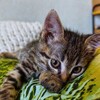 Логотип телеграм канала @day5k — Дай Пять 🐾🐾🐾🐾🐾