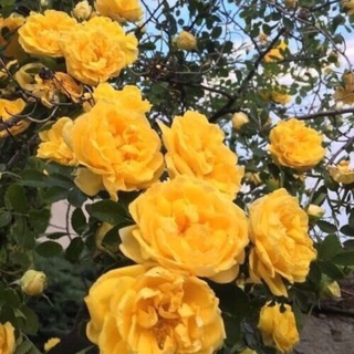 لوگوی کانال تلگرام dddnn — Witty🌟🌵.