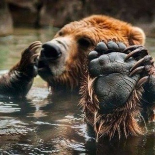 Логотип телеграм канала @deadbear — В лесу одинокий медведь осознал 🐻