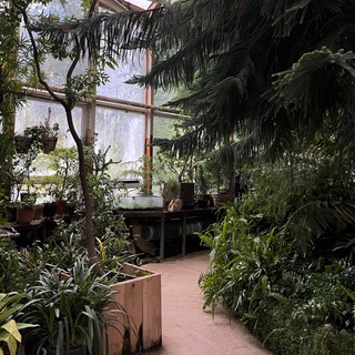Логотип телеграм канала @deadgreenhouse — dead greenhouse