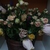 Логотип телеграм канала @dearmarii — разбитое.