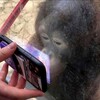 Логотип телеграм канала @dedstol — спиздив гумореску сиджу дивлюся