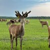Логотип телеграм канала @deerfarm_nn — Эко-Ферма Ивановское