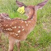 Логотип телеграм канала @deerfarming — Deerfarming / Оленеводство