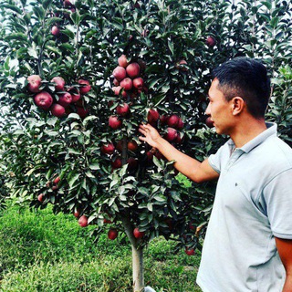 Telegram channel Mevali kochatlar logo