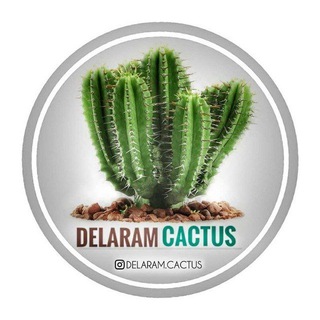لوگوی کانال تلگرام delaram_cactus — 🌵دلارام کاکتوس🌱