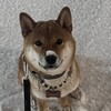 Логотип телеграм канала @deldaet — Делайт - ХАЛЯВА   ПРОМОКОДЫ на САЙТЫ