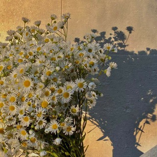 Логотип телеграм канала @delixfs — Delixfs🇺🇸