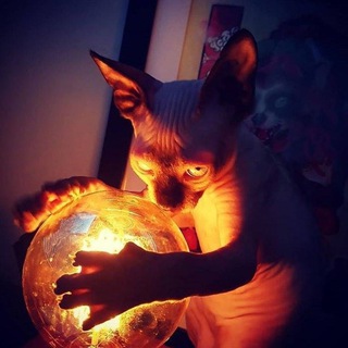 Логотип телеграм канала @demonych_humor — demonych_humor