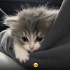 Логотип телеграм канала @demsova1 — авы/связки от fks